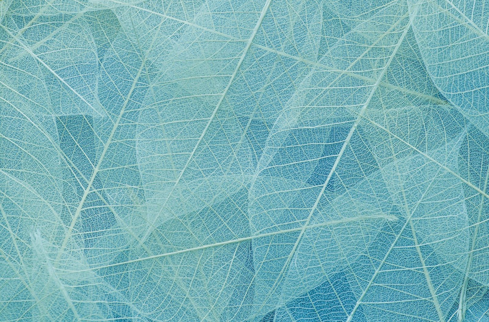 Transparent leaves overlay in shades of teal and blue, showing intricate vein patterns, creating a delicate and textured background.