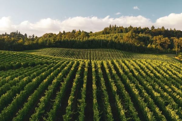 A vineyard with rows of lush green grapevines stretches across rolling hills under a blue sky, surrounded by trees.