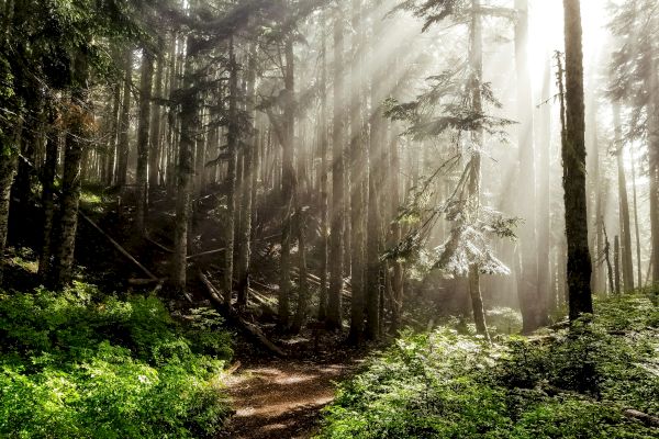 A sunlit forest scene with tall trees, sunlight streaming through the branches, and a lush green ground cover enhancing its beauty.