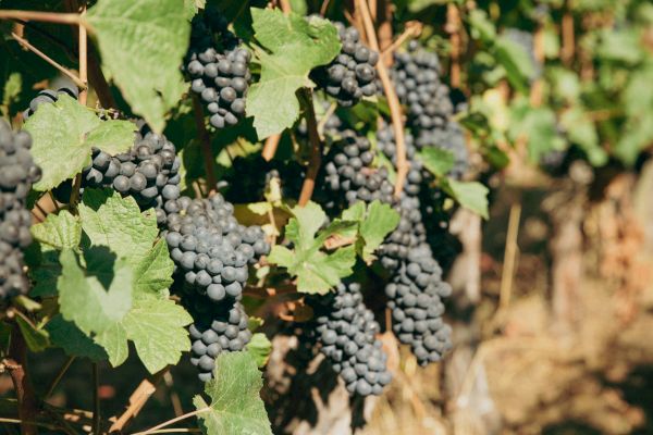 The image shows a vineyard with clusters of ripe grapes hanging from vines, surrounded by green leaves in a sunny setting.