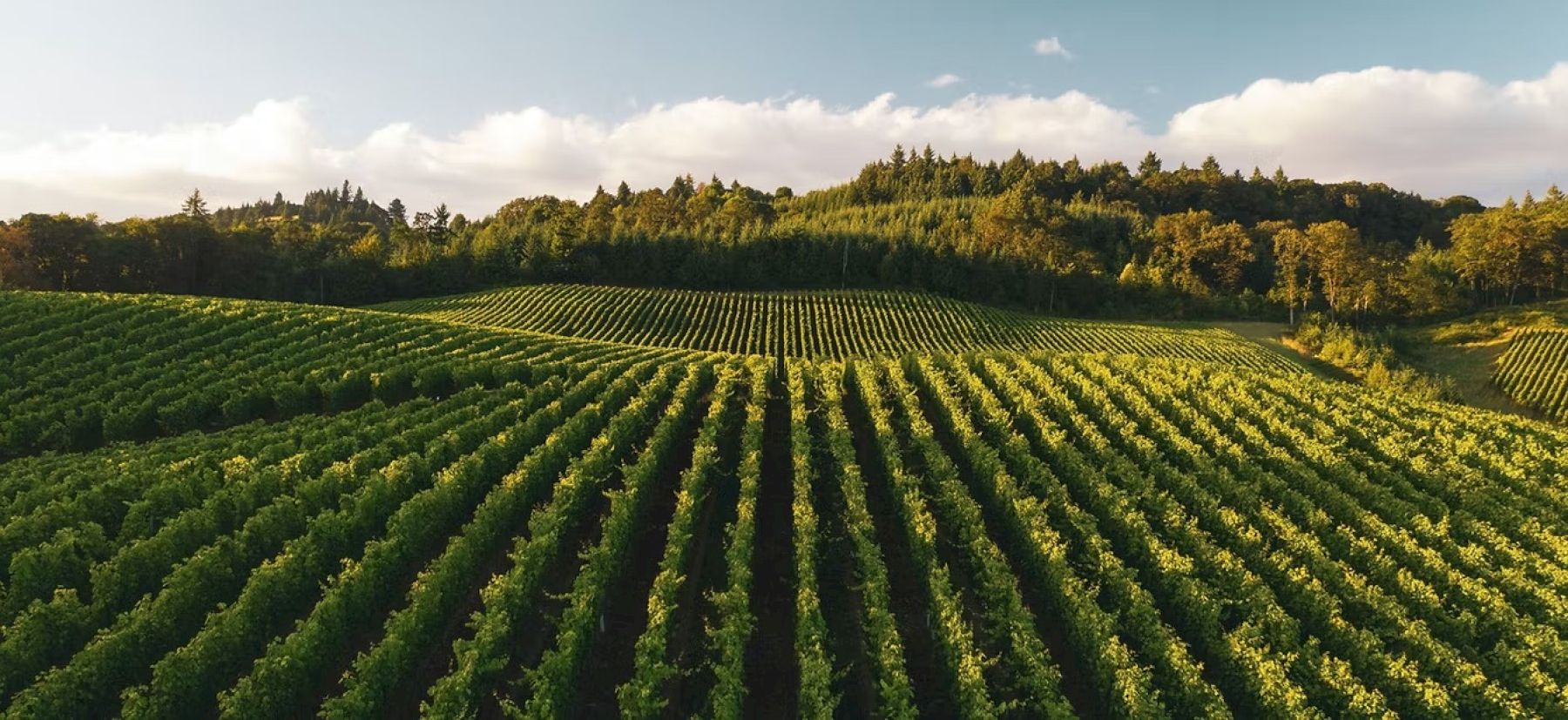 A vineyard with neatly aligned rows of grapevines stretches across rolling hills, under a sky dotted with clouds and bordered by a forest.