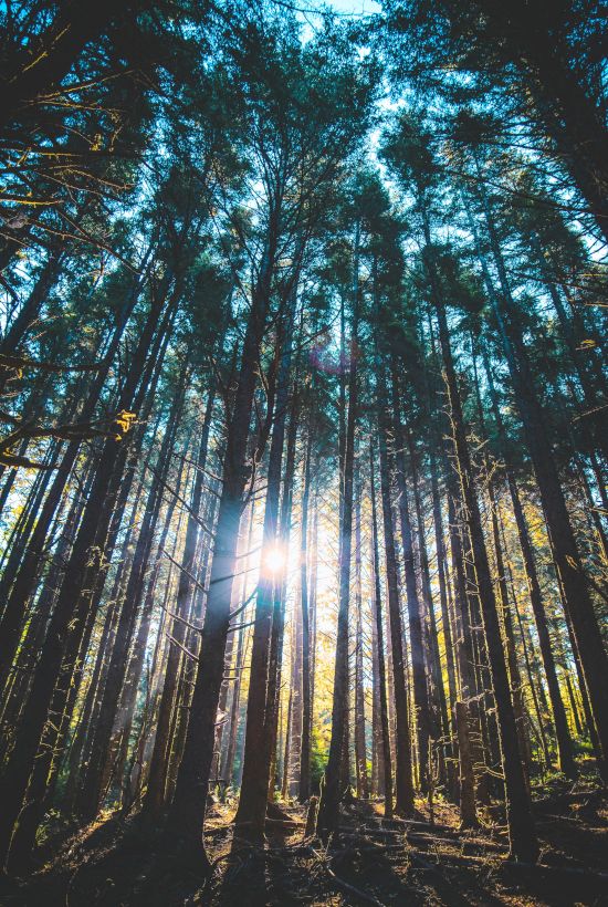 Tall trees in a forest with sunlight streaming through, creating a serene and picturesque natural scene.