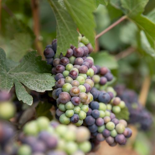 Clusters of multicolored grapes hanging from a vine, surrounded by green leaves in a vineyard setting.