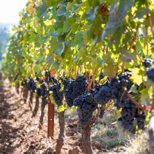 A vineyard with rows of grapevines bearing clusters of dark grapes, under sunlight, on a clear day.